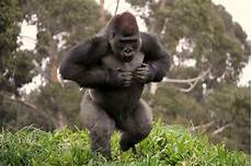 Gorilla Playground