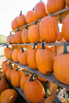 Pumpkin Patch Playground