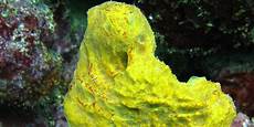 Sponge Playgrounds