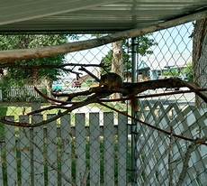 Squirrel Playground